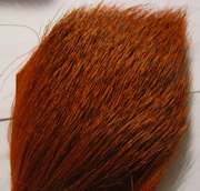 ����  bull elk orange